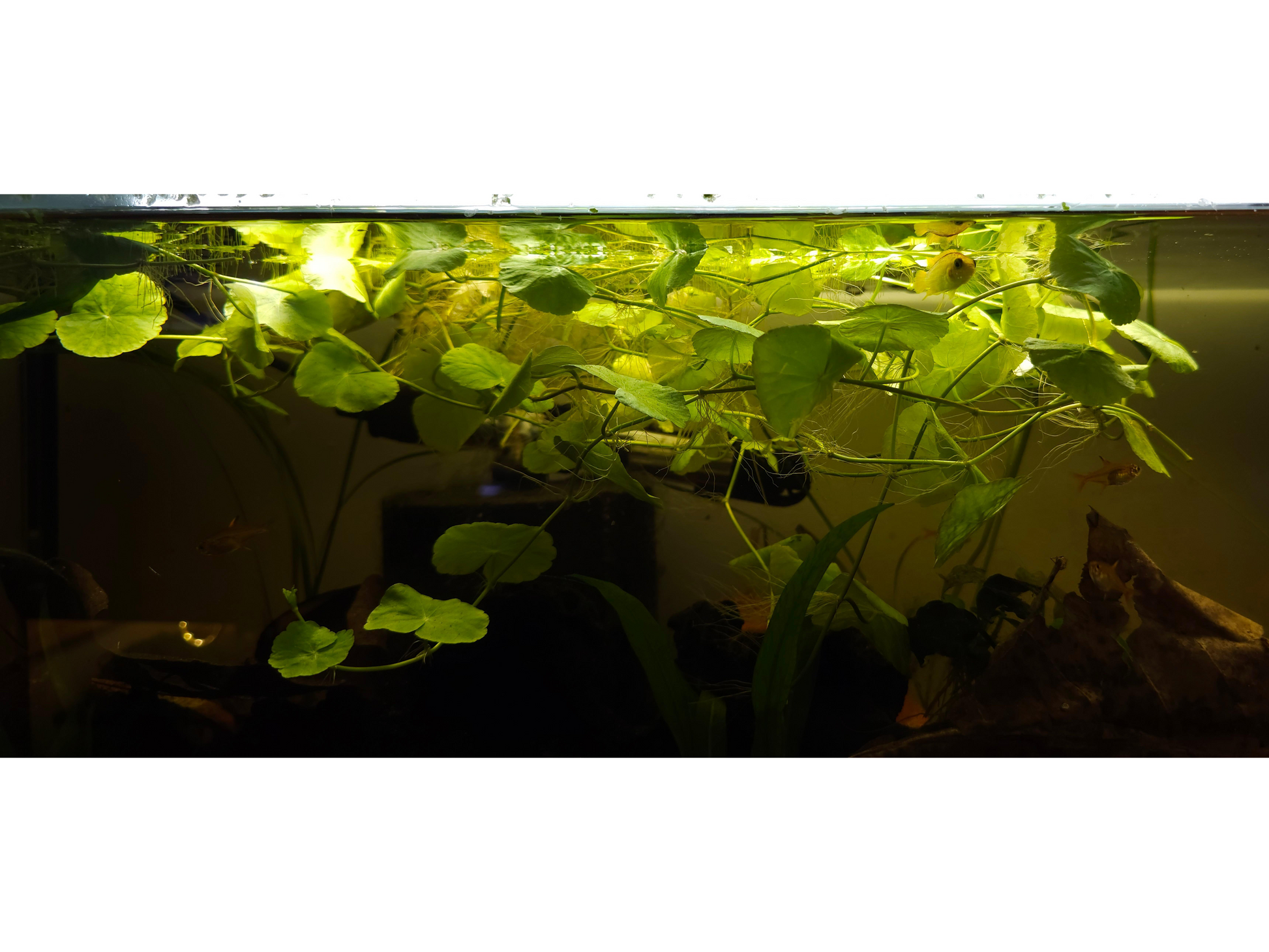 Brazilian Pennywort