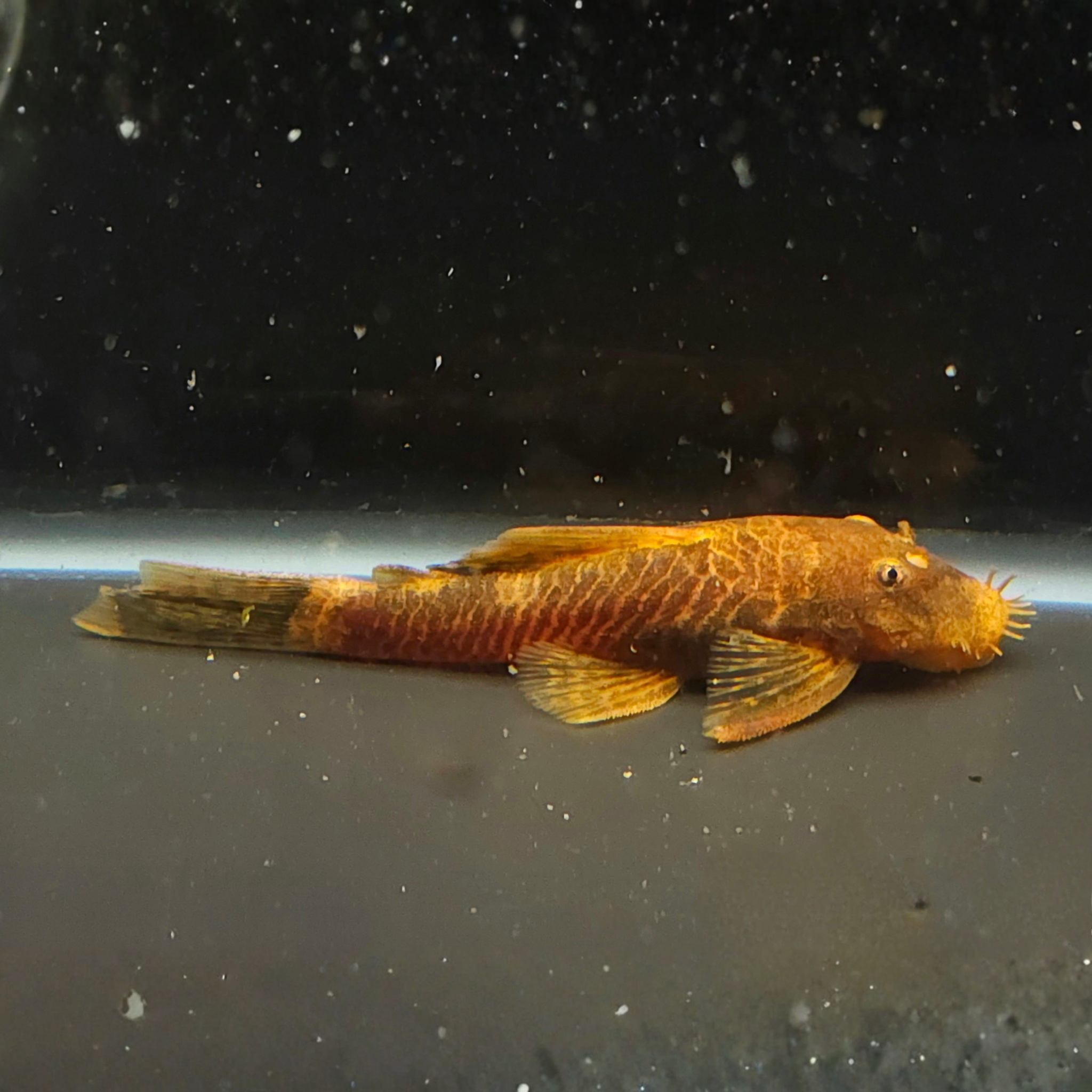 Orange Bristlenose with a dark background