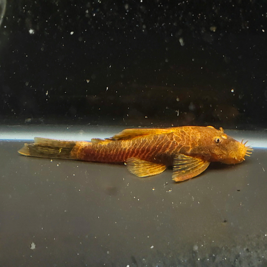 Orange Bristlenose with a dark background