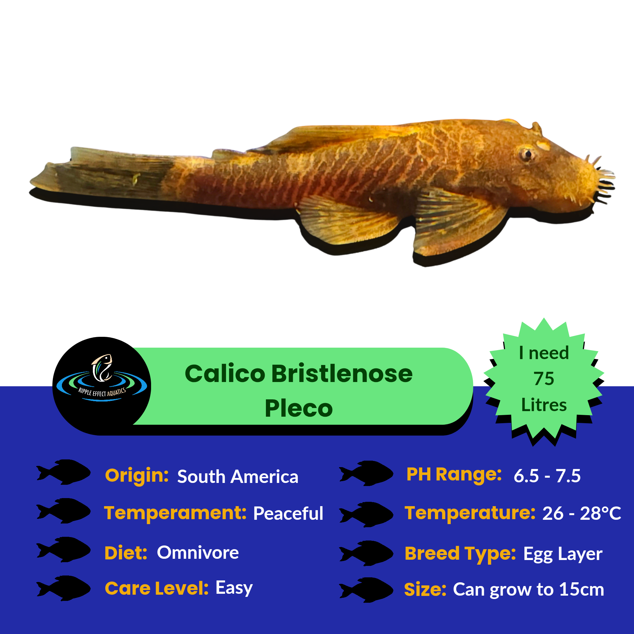 Calico Ripple Calico Bristlenose (Ancistrus sp.) - Algae Eater - Locally Bred ...