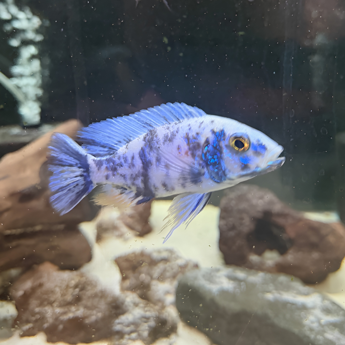 A light blue OB Peacock Cichlid with darker blue mottled blotch markings swiming in an aquarium with rocks and sand at the bottom.