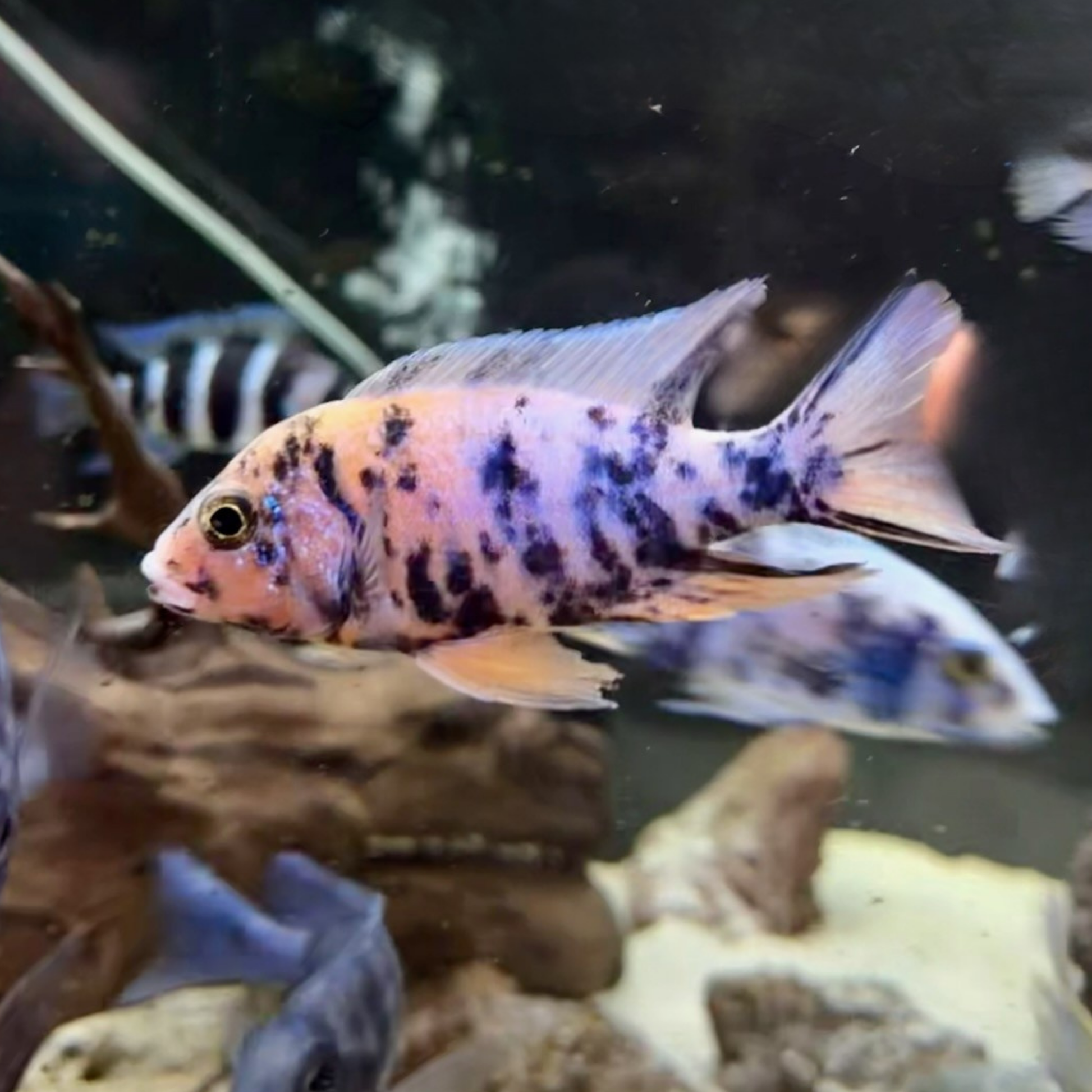 An OB peacock Cichlid with a peachy-orange body and dark blue to black mottled Blotches, swimming in a tank with rocks and other African Cichlids visible in the background.