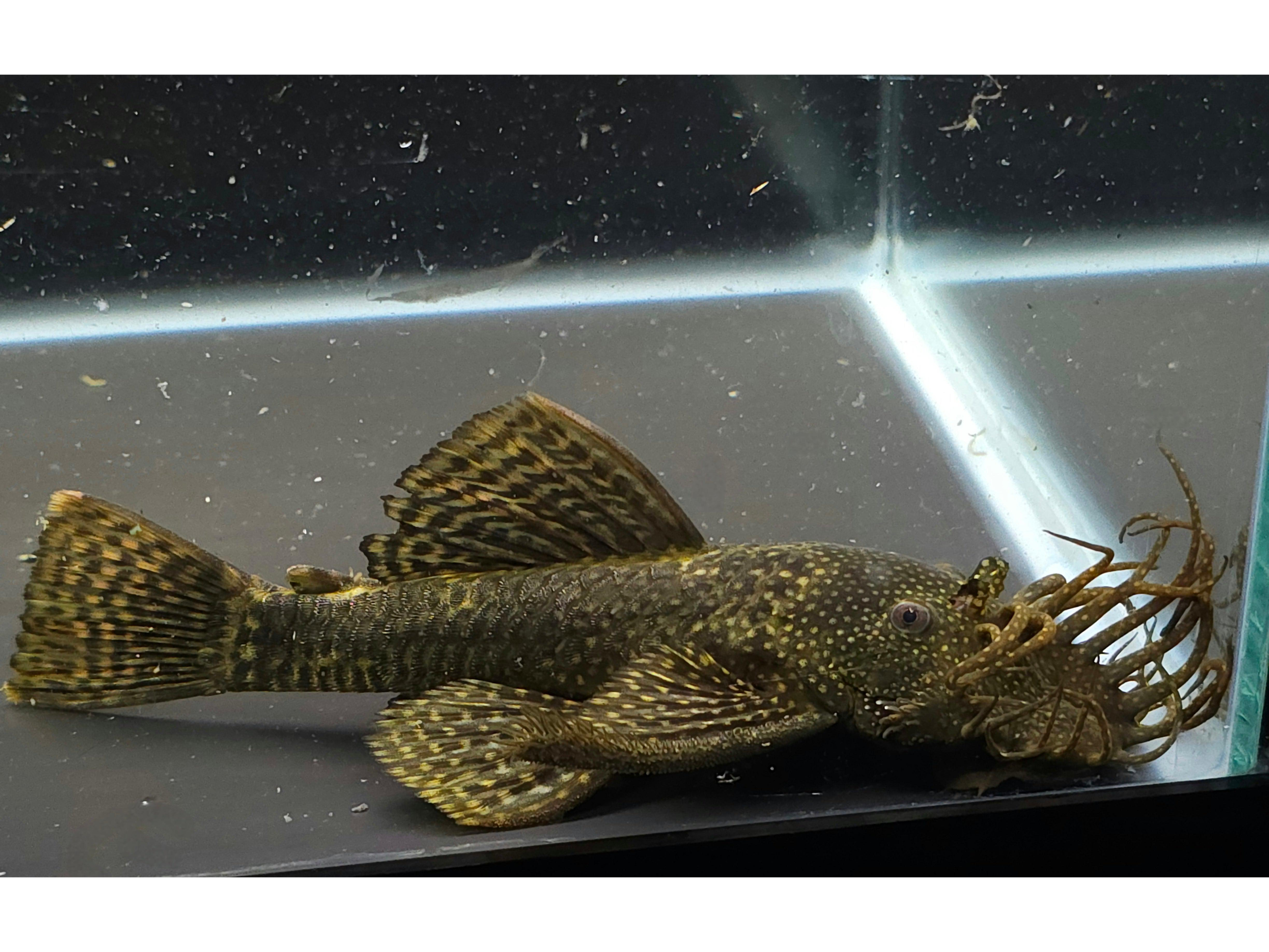 Common Bristlenose Pleco