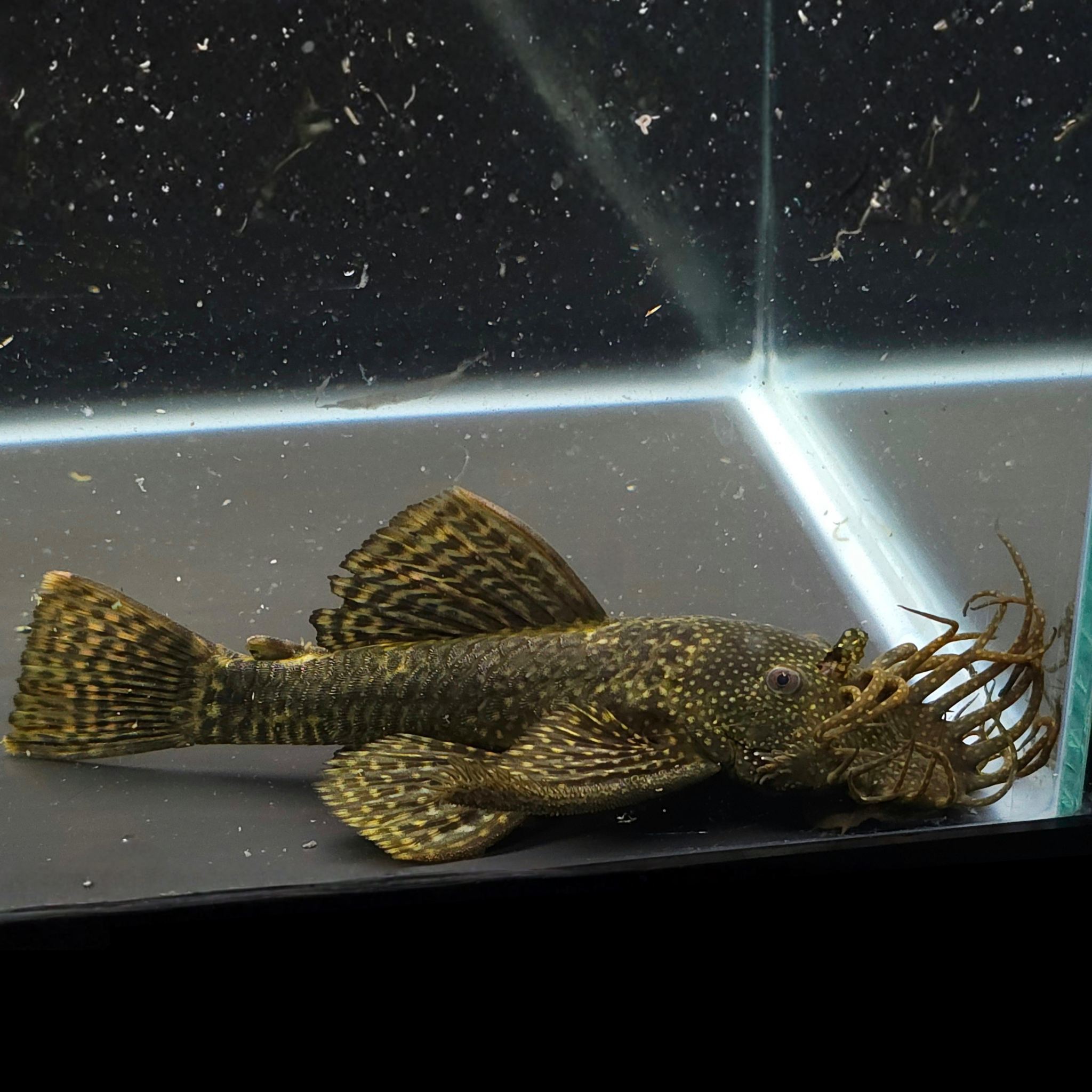 Male Bristlenose with a leaf-like appendage in an aquarium setting