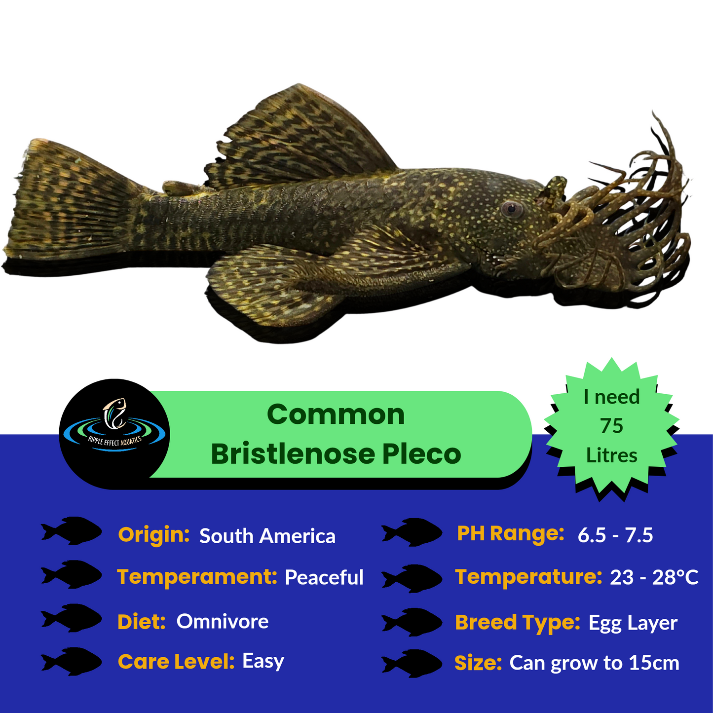 Common Bristlenose Pleco fish with care information on a white background