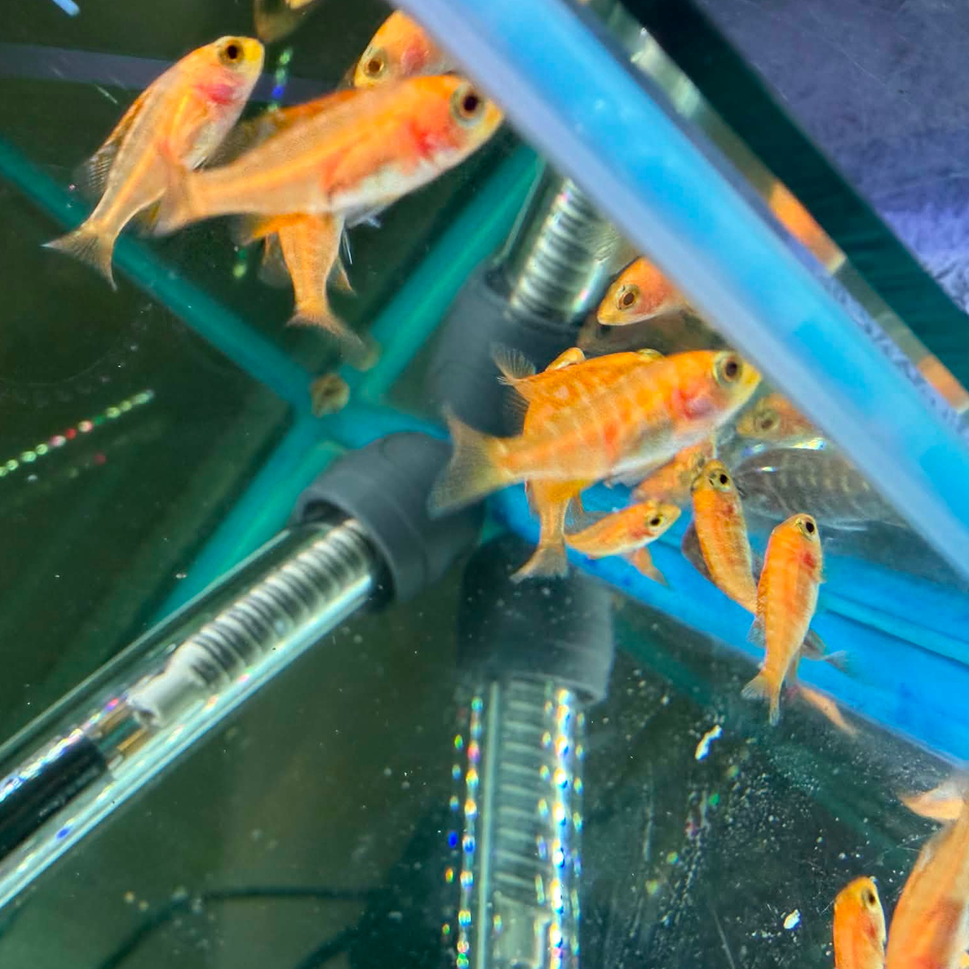 Several small orange and yellow Dragon Blood Cichlid Juvenile swimming in a glass bare bottom glass aquarium with a blue heater and metal tubing visible.