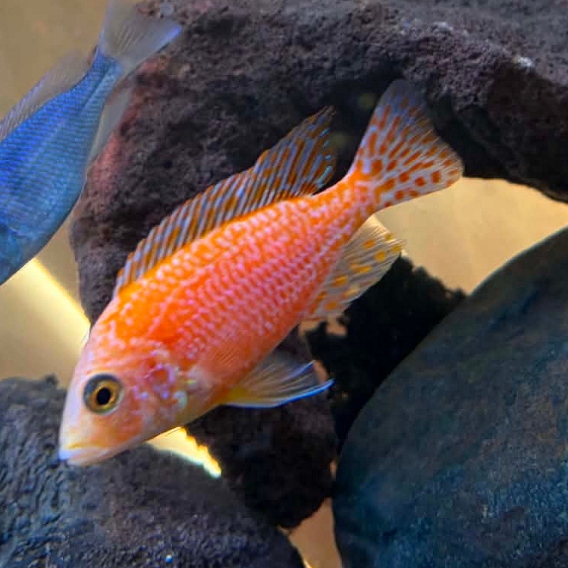 A bright orange-red dragon blood african cichlid with yellow and blue markings swimming among dark rocks in an aquarium setting.