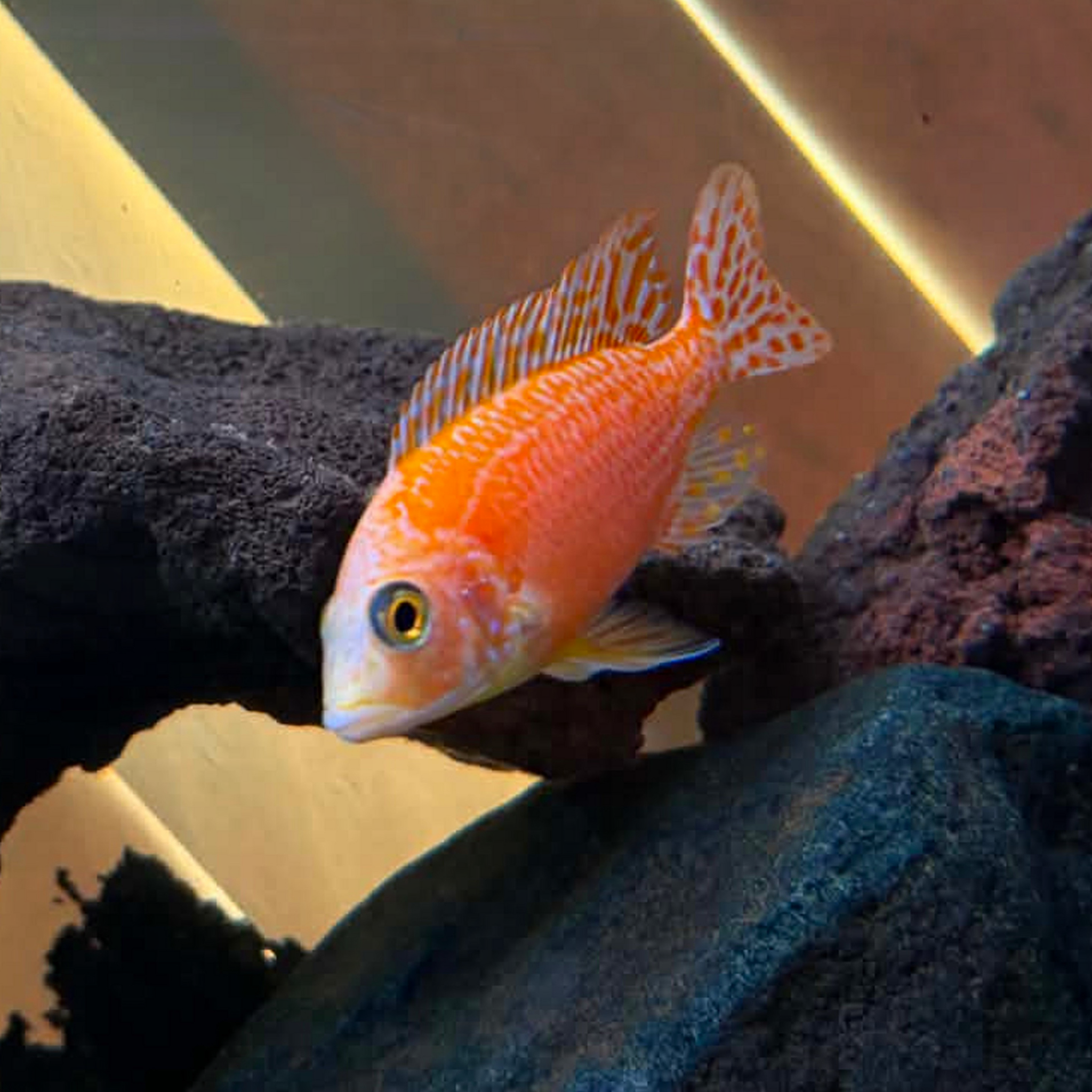 A bright orange-red Dragon Blood African Cichlid with patterned fins swimming in an aquarium between dark rocks.