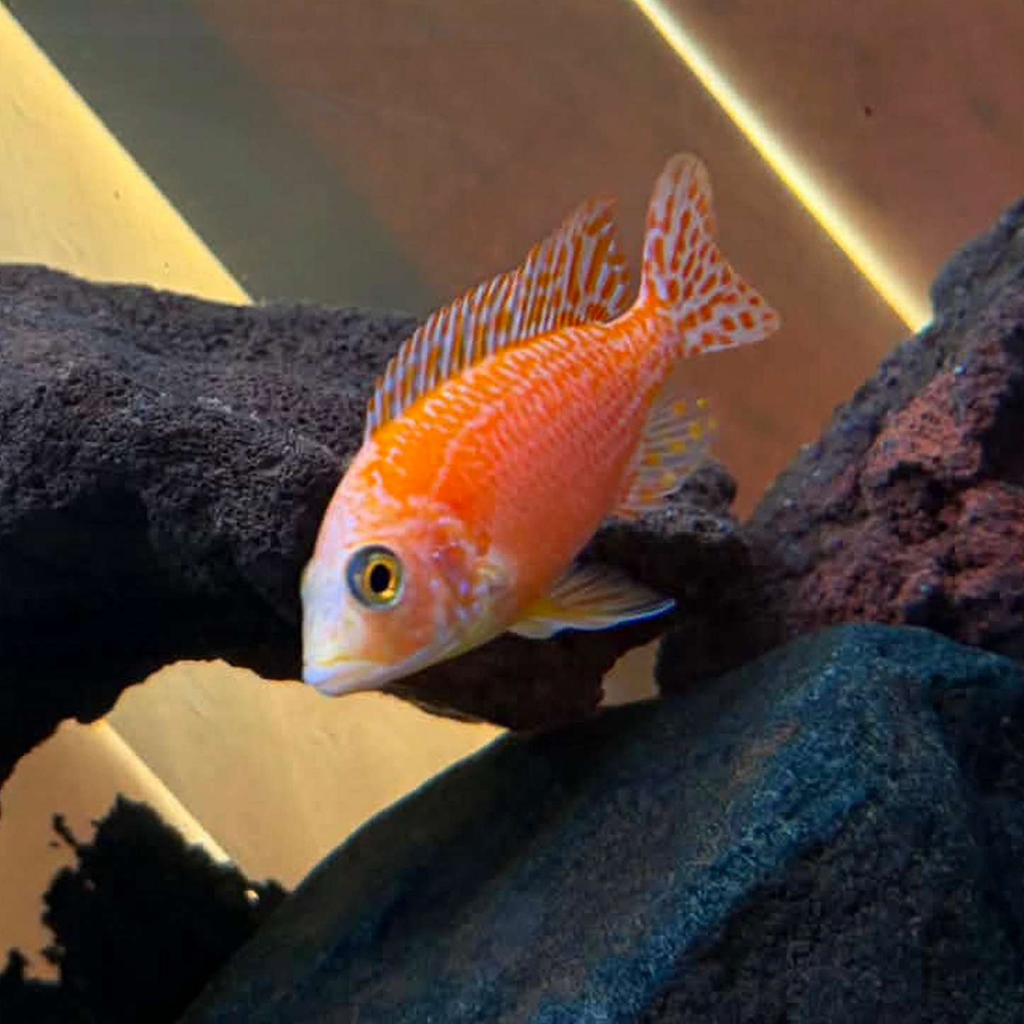 A bright orange-red Dragon Blood African Cichlid with patterned fins swimming in an aquarium between dark rocks.