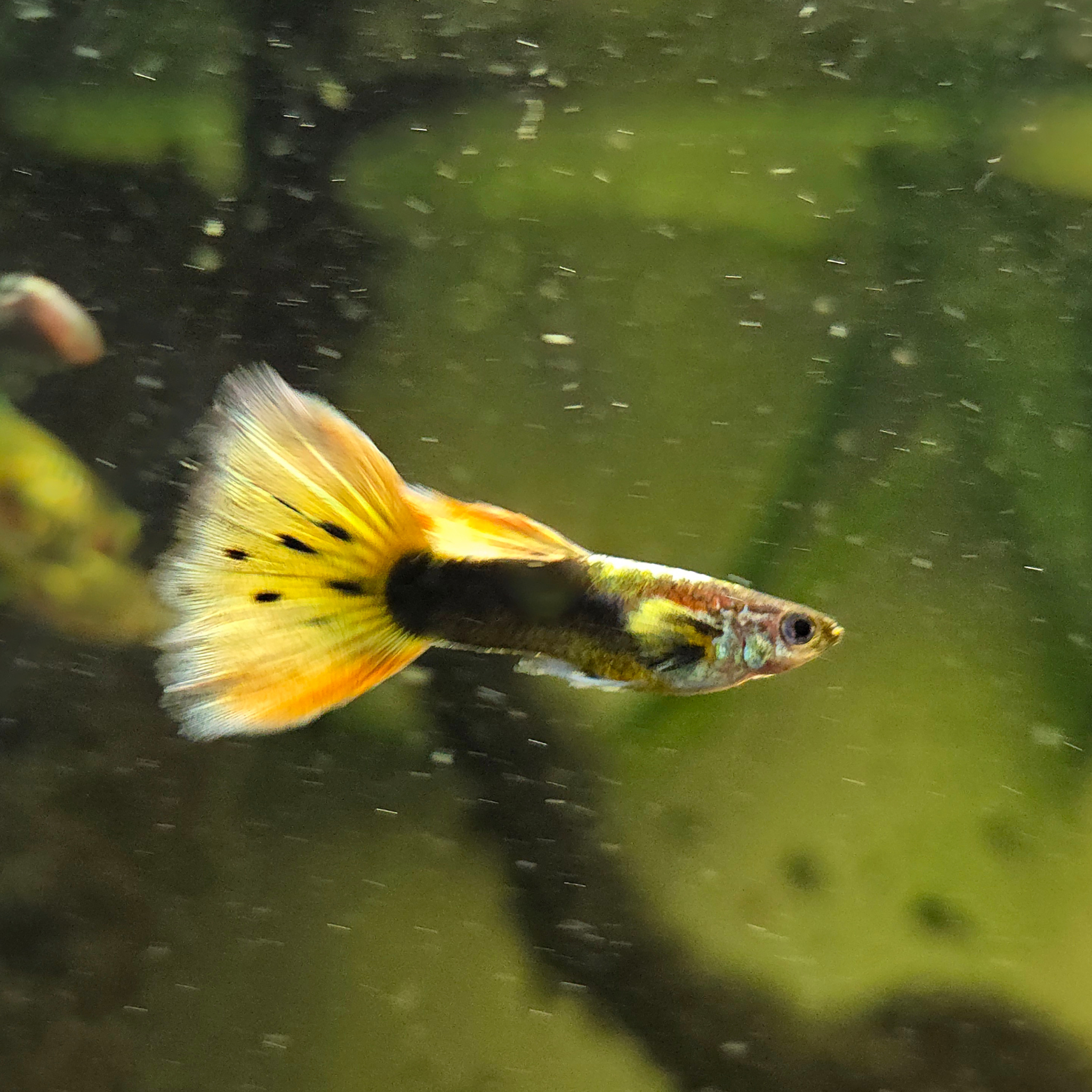 Colorful Elphant ear cross 24K Gold Guppy swimming in an aquarium with green plants