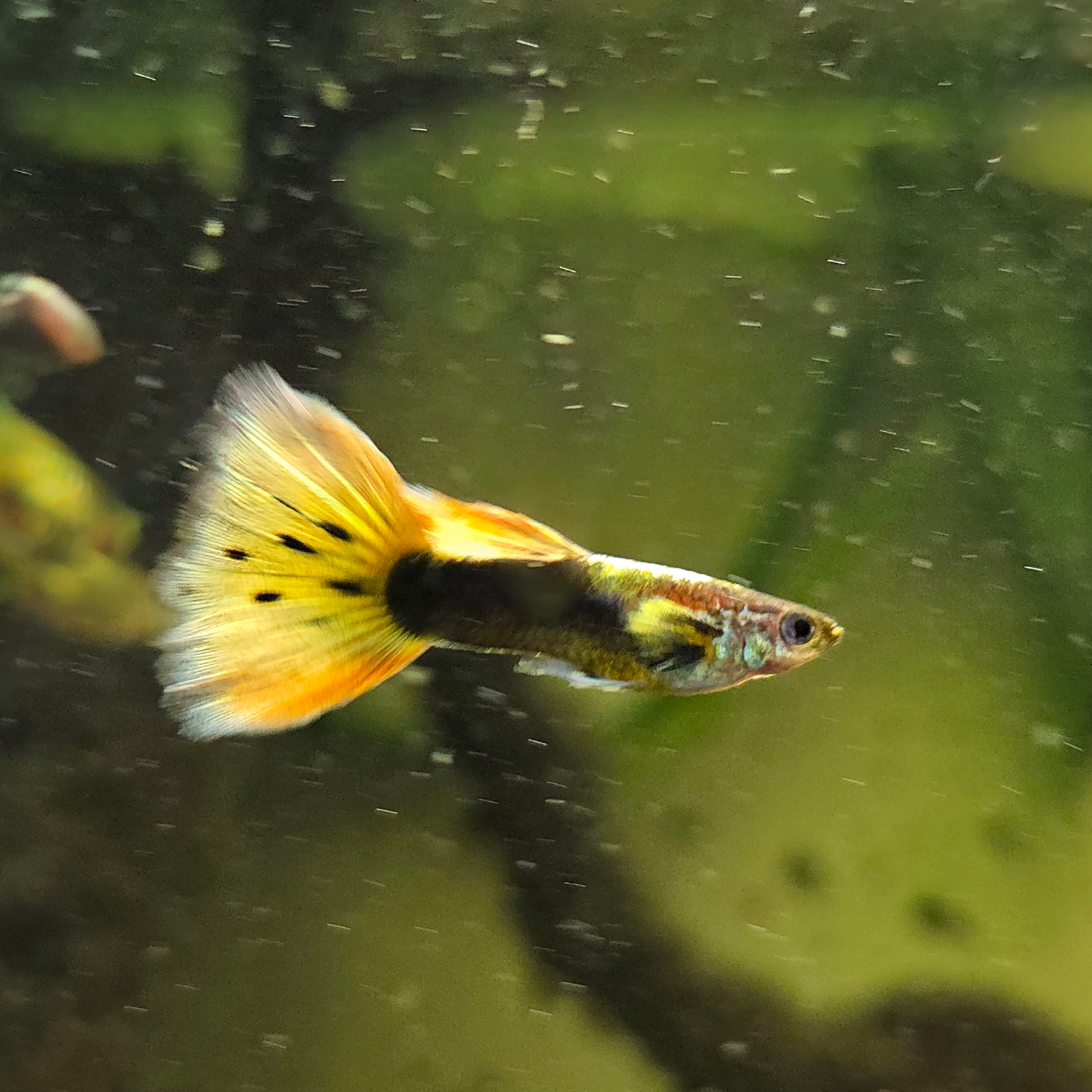 Colorful Elphant ear cross 24K Gold Guppy swimming in an aquarium with green plants