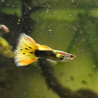 Colorful Elphant ear cross 24K Gold Guppy swimming in an aquarium with green plants