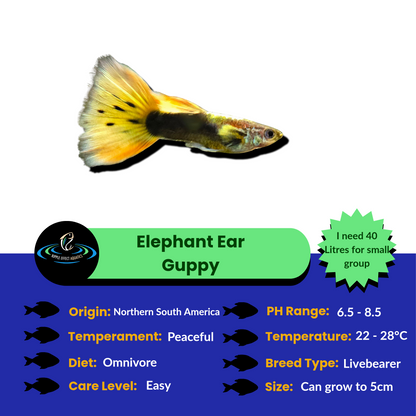 Elephant Ear Guppy fish with care information Guide on a blue, white and green background