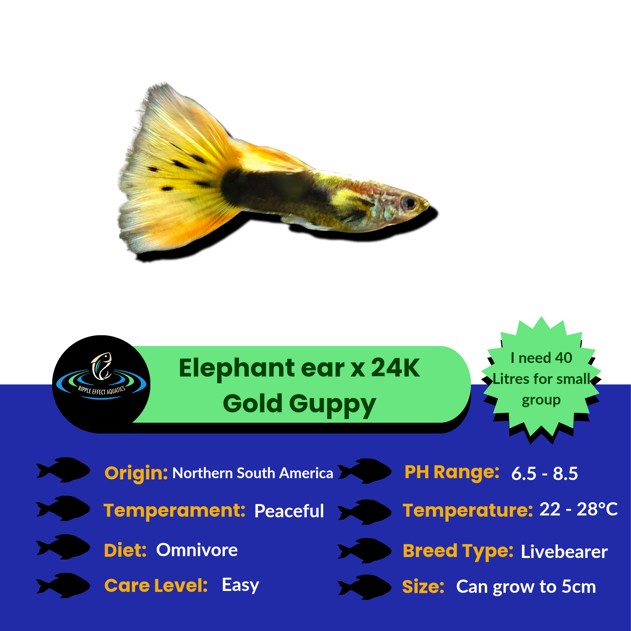 Elephant ear cross Gold guppy fish with care information on a blue white and green background