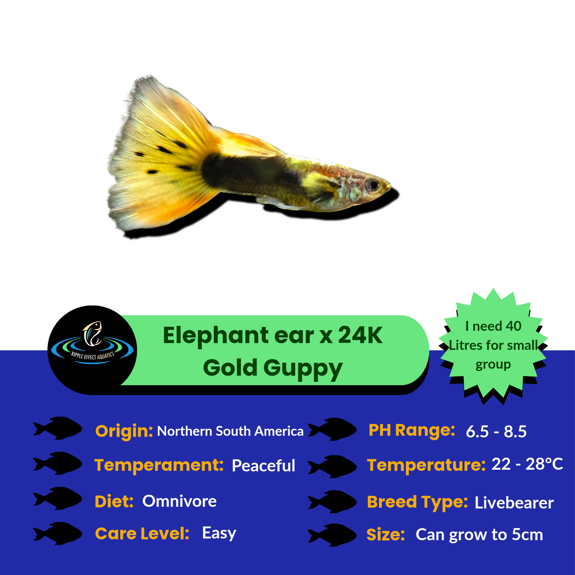 Elephant ear cross Gold guppy fish with care information on a blue white and green background