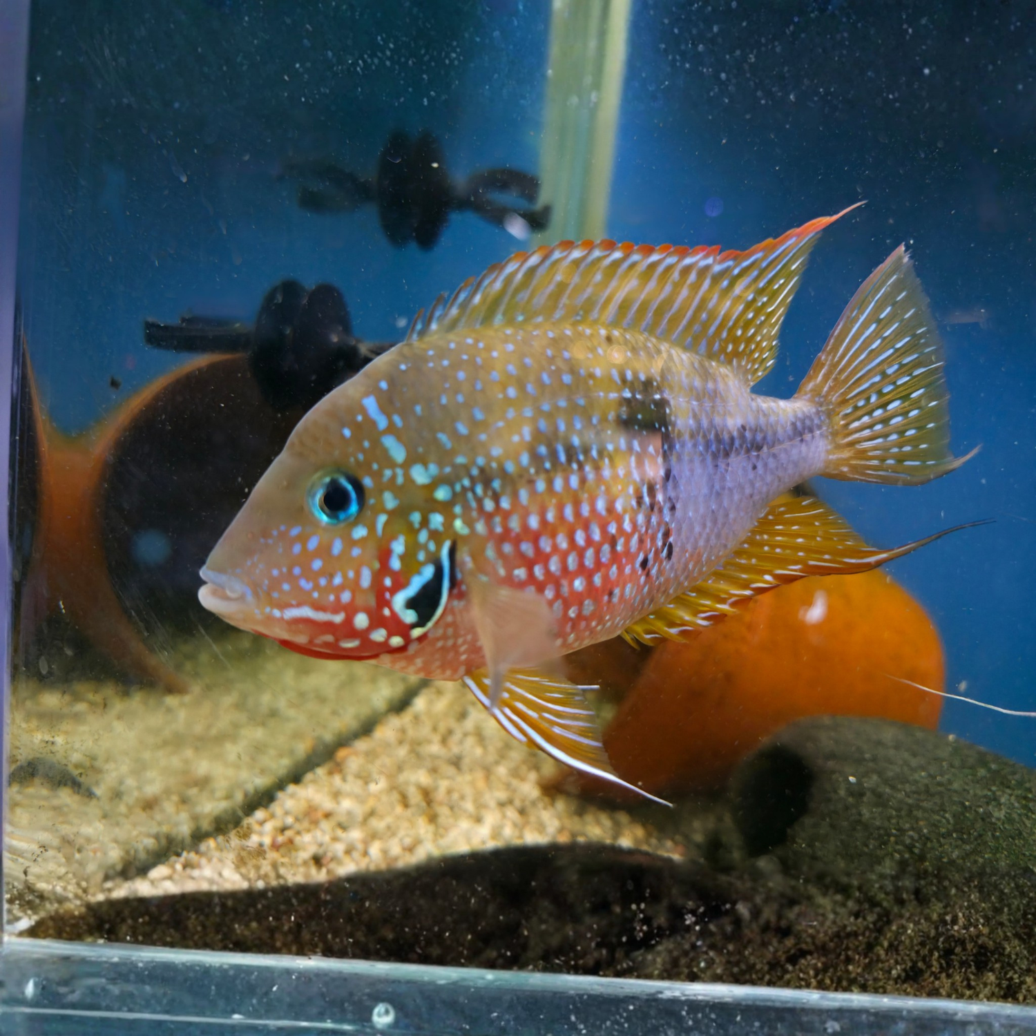 Colorful Ellioti Cichlid swimming in an aquarium with a blue background