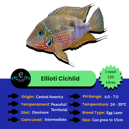 Ellioti Cichlid with care information on a blue and green background