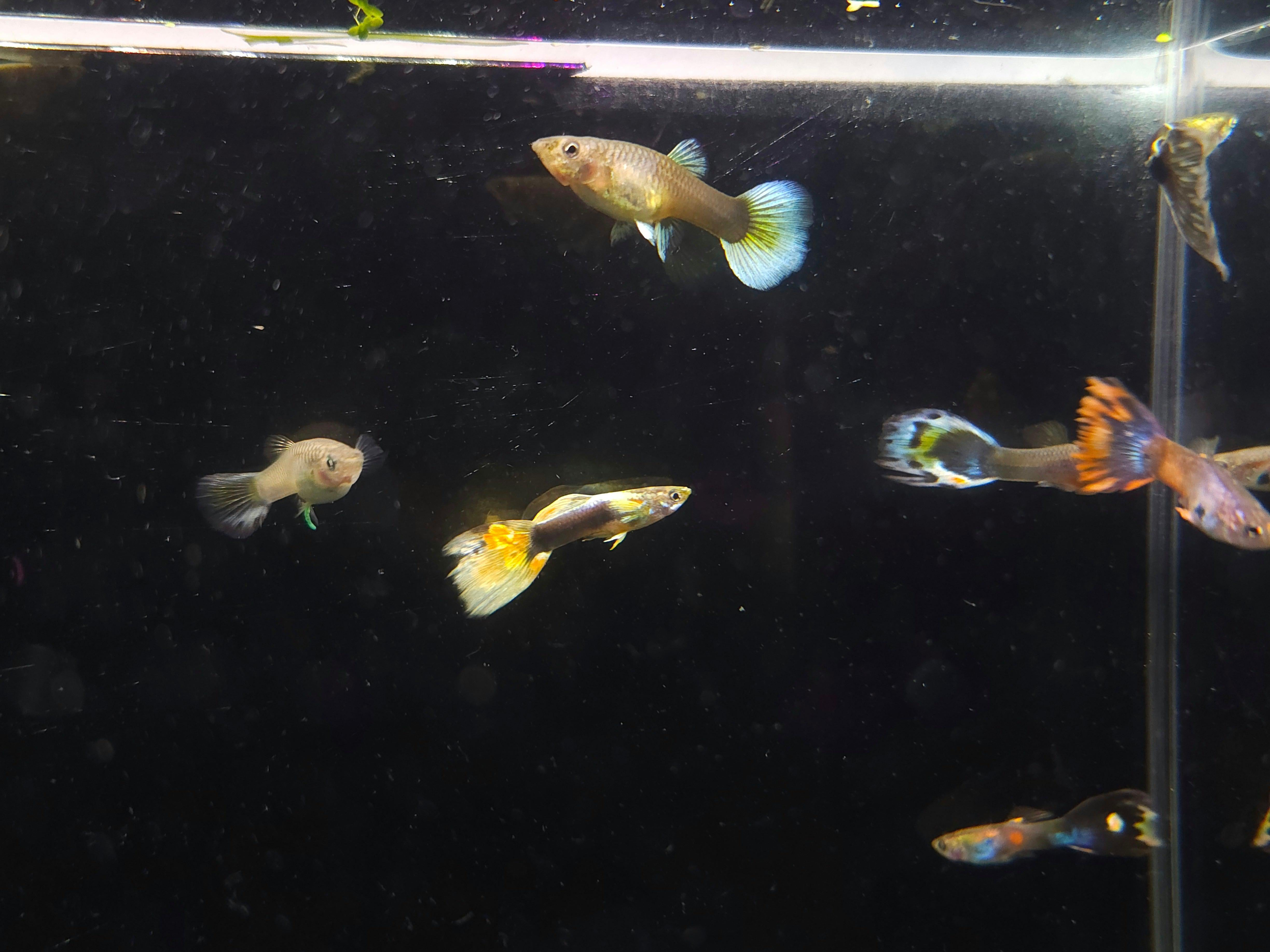 Endler Guppy x Guppy - Assorted