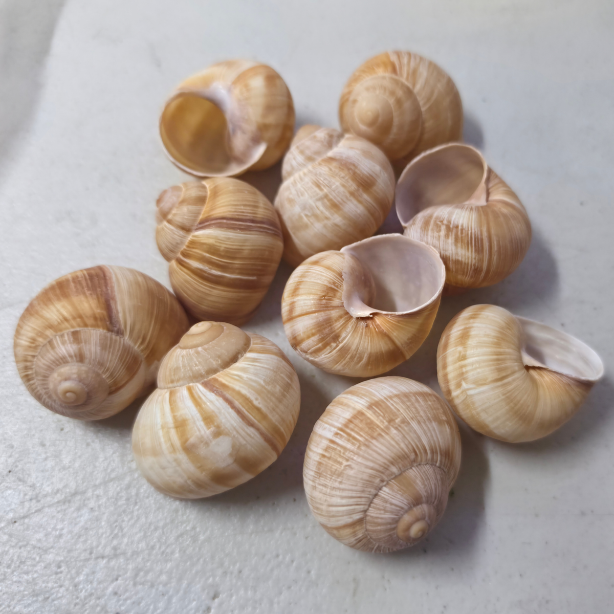 A cluster of Escargot (land snail) shells with spiral patterns in beige, cream, and light brown, arranged on a light gray textured surface.