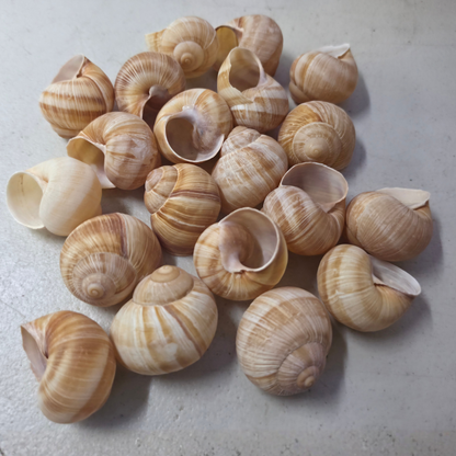A pile of Escargot (land snail) shells with spiral tan and cream shells arranged on a light gray surface.