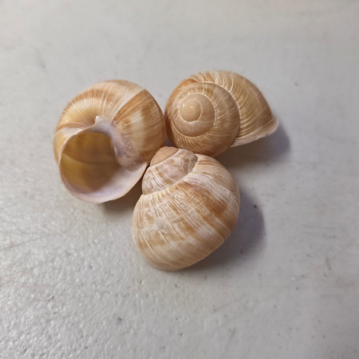 There Escargot snail shells in natural beige and light brown tones, arranged on a light gray textured surface.