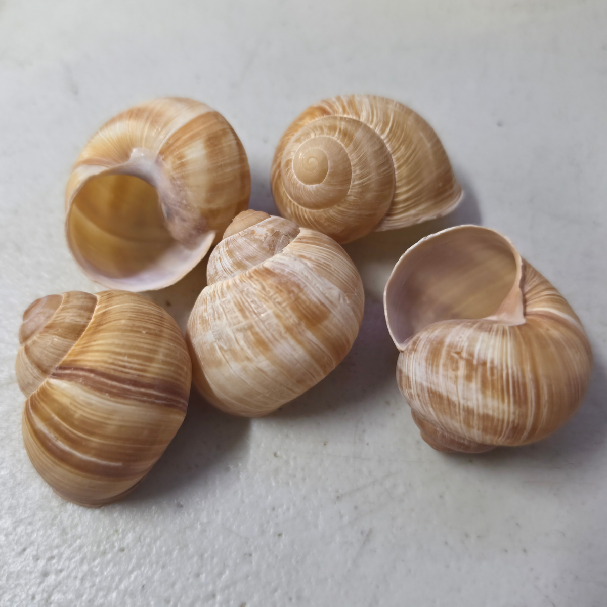 Five Escargot (land snail) shells with spiral patterns in shades of beige, cream, and light brown, arranged on a textured off-white surface.