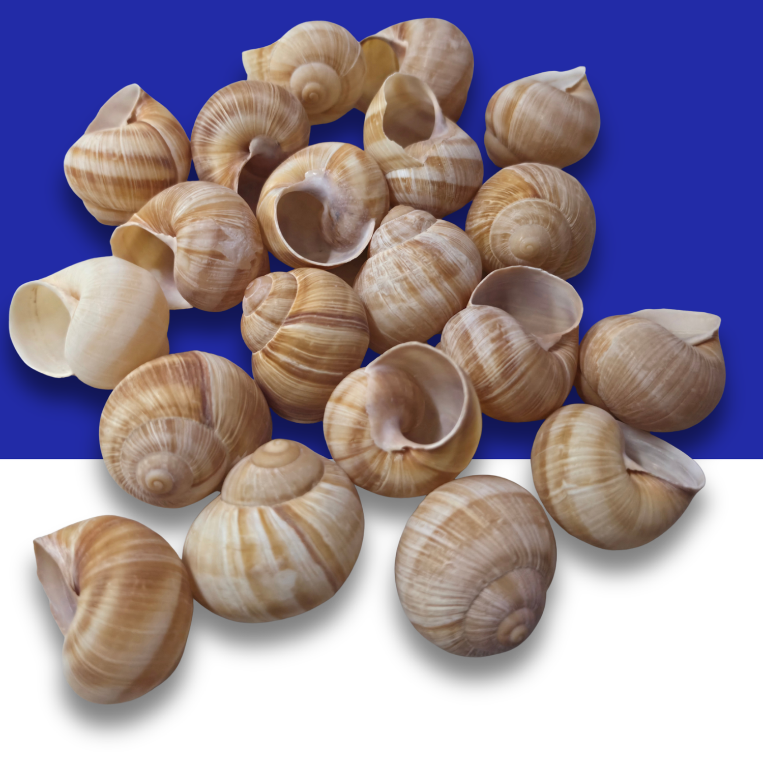 A pile of brown and beige Escargot (land snail) shells arranged on a split blue and white background.