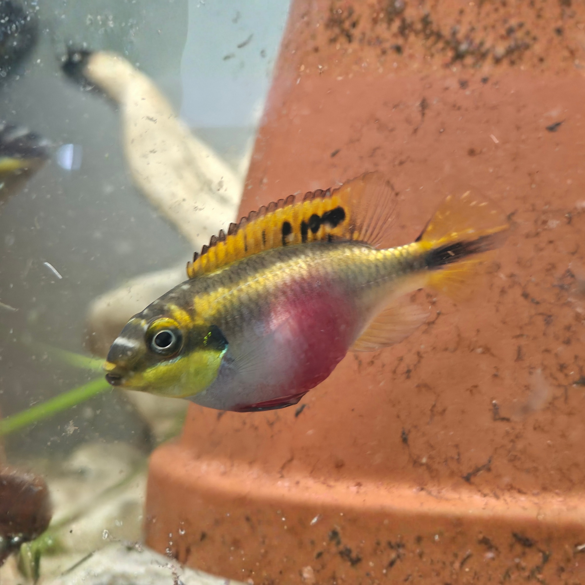 Female Rainbow Kribensis cichlid with iridescent Orange, purple and pink colouration - peaceful West African dwarf cichlid