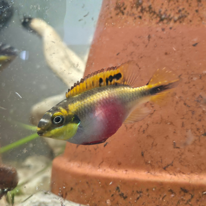 Female Rainbow Kribensis cichlid with iridescent Orange, purple and pink colouration - peaceful West African dwarf cichlid