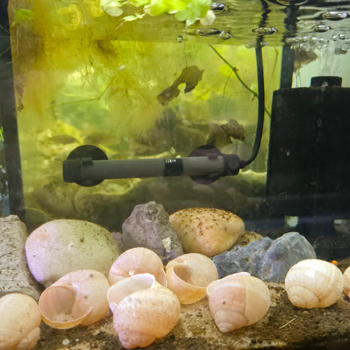 A close-up view inside a fish tank showing several Escargot (land snail) shells on the substrate, with a gray and black substrate pump attached to the glass and a black filter running vertically on the right.