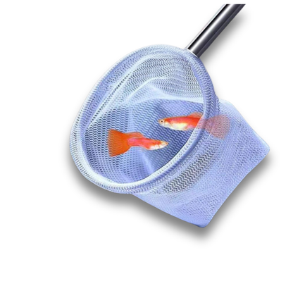 Blue fish net with orange guppy fish inside on a white background