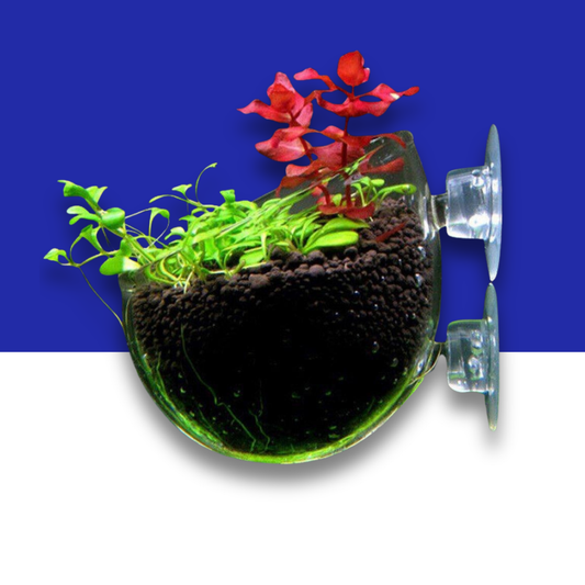 Glass wall-mounted planter with soil and plants on a blue and white background
