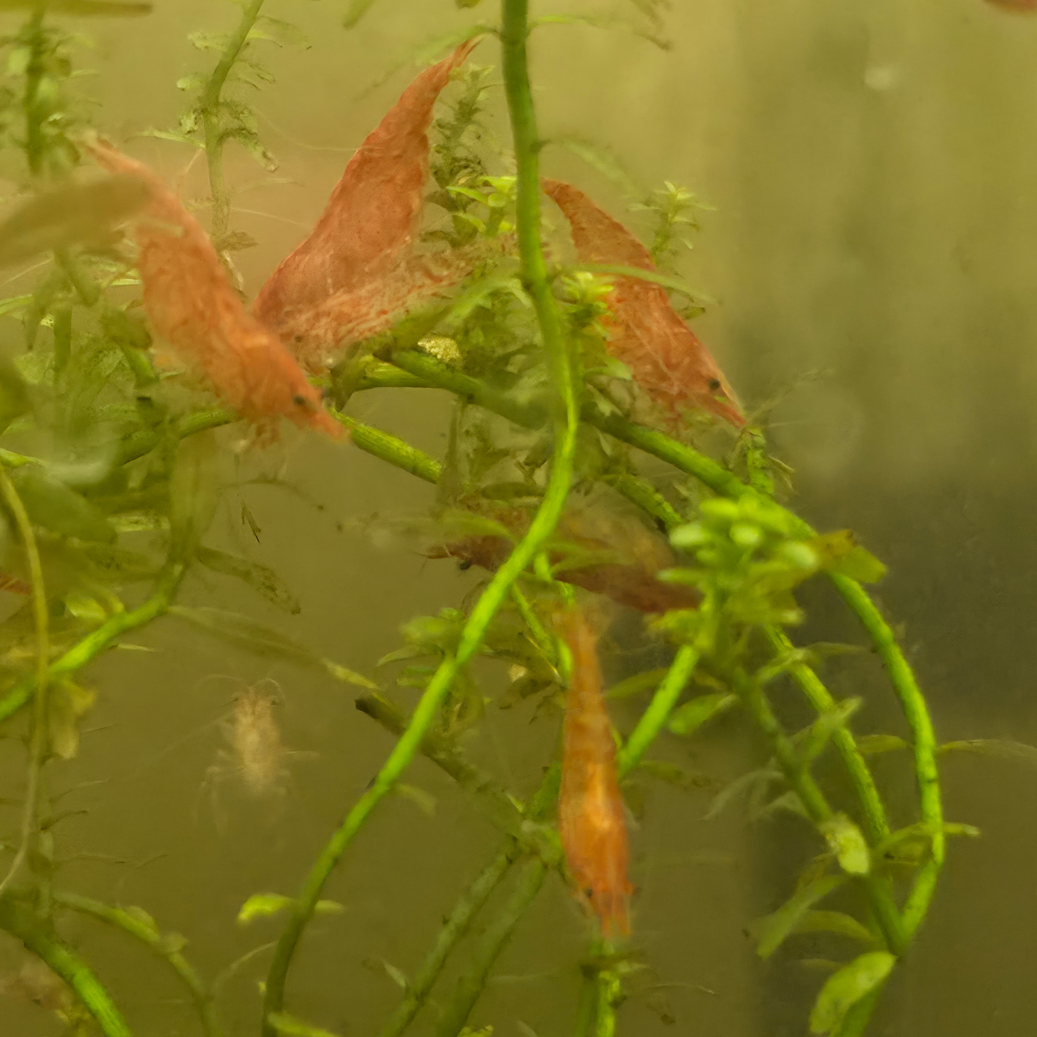 A Group of B Grade Red Cherry Shrimp hanging on a green aquarium plant in a dimly lit aquarium 