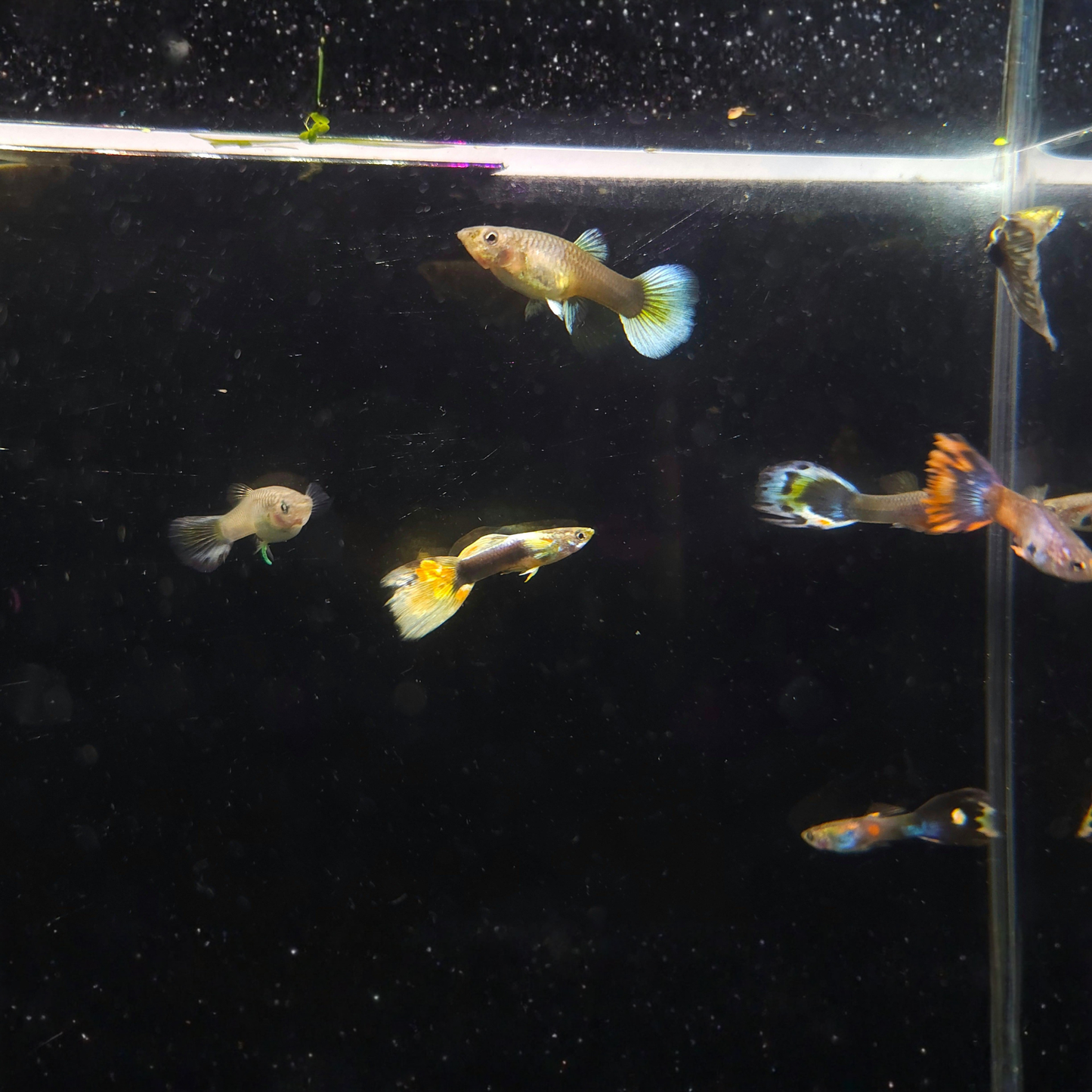 Small Guppy fish swimming in a clear tank with a dark background