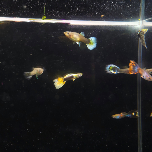 Small Guppy fish swimming in a clear tank with a dark background
