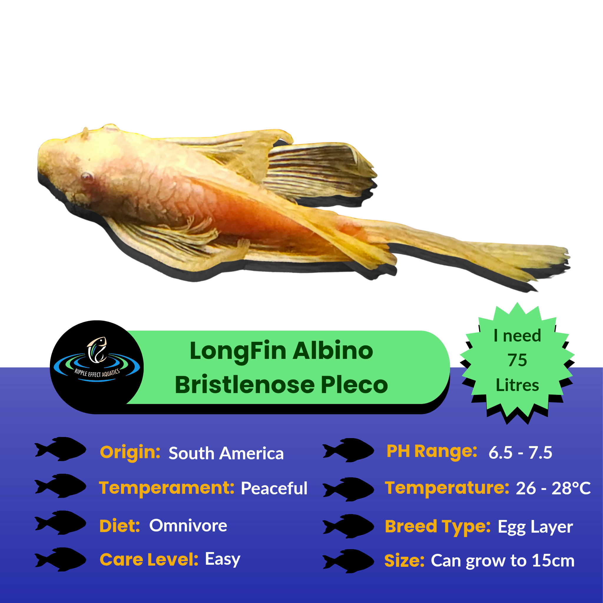 LongFin Albino Bristlenose Pleco with care information on a white background