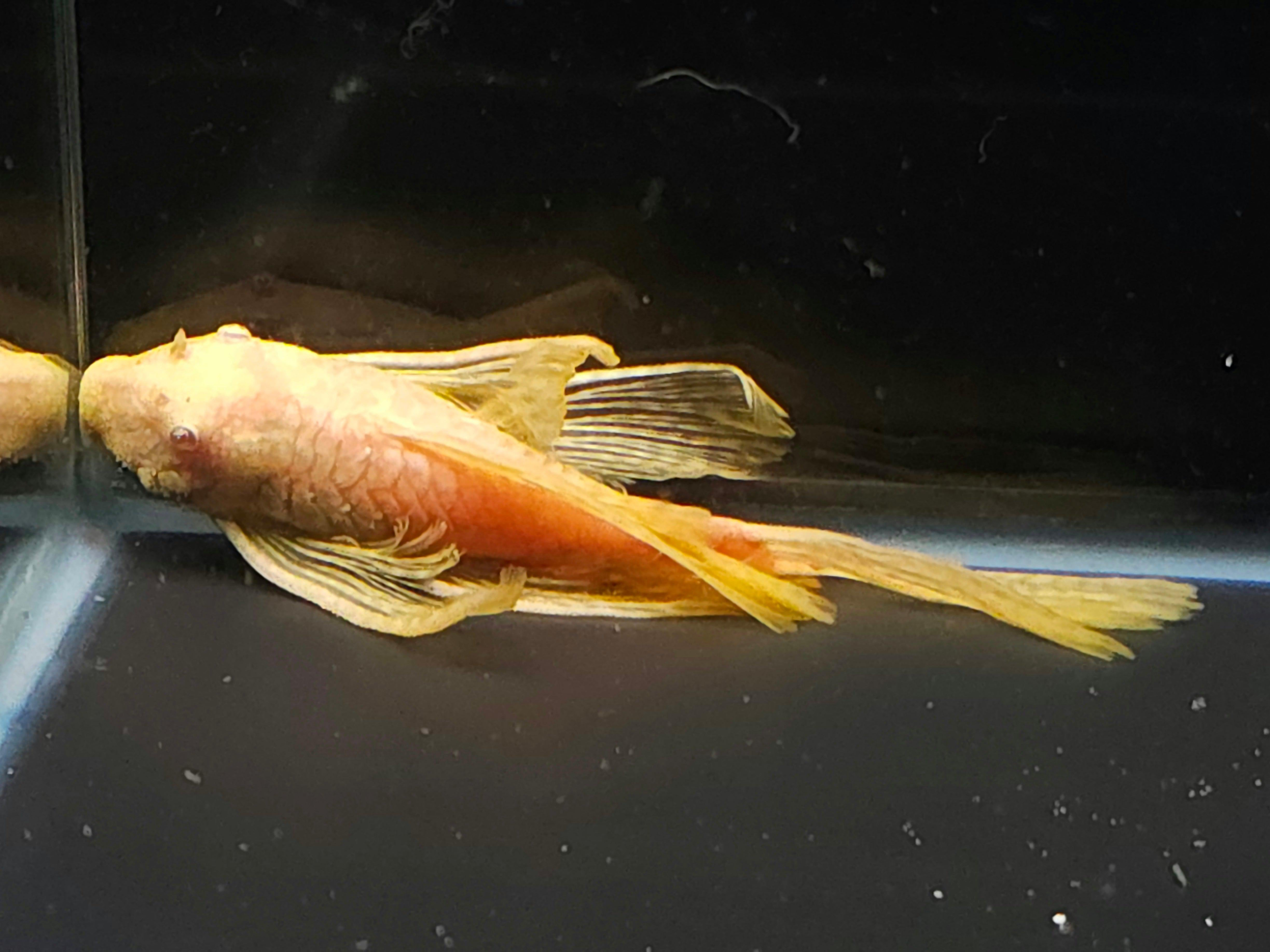 Longfin Albino Bristlenose Pleco