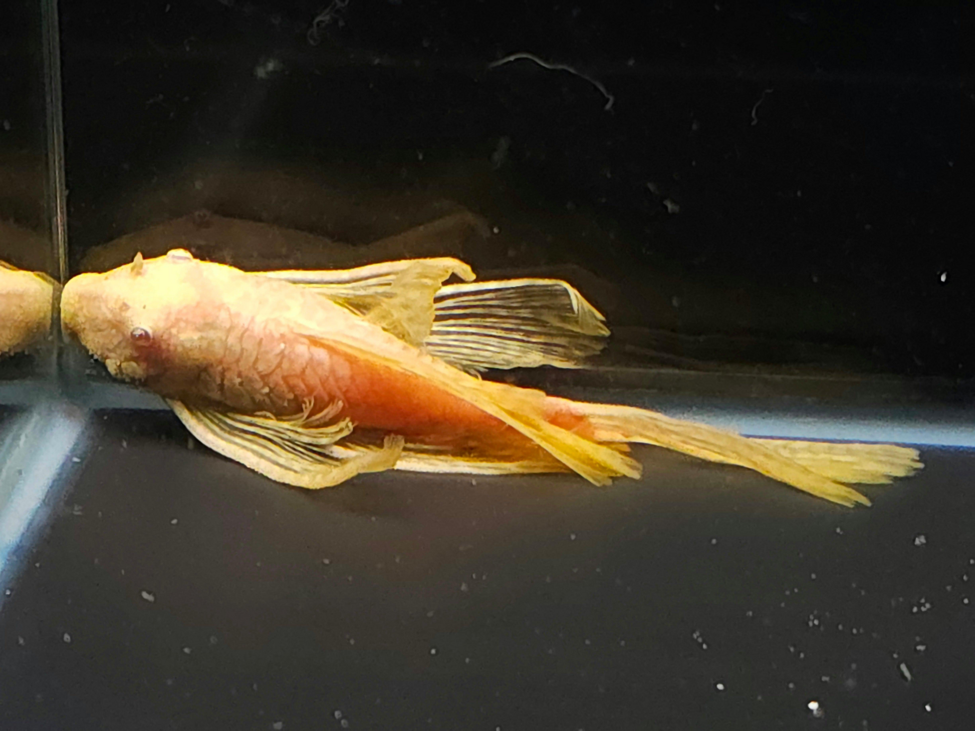 Longfin Albino Bristlenose Pleco