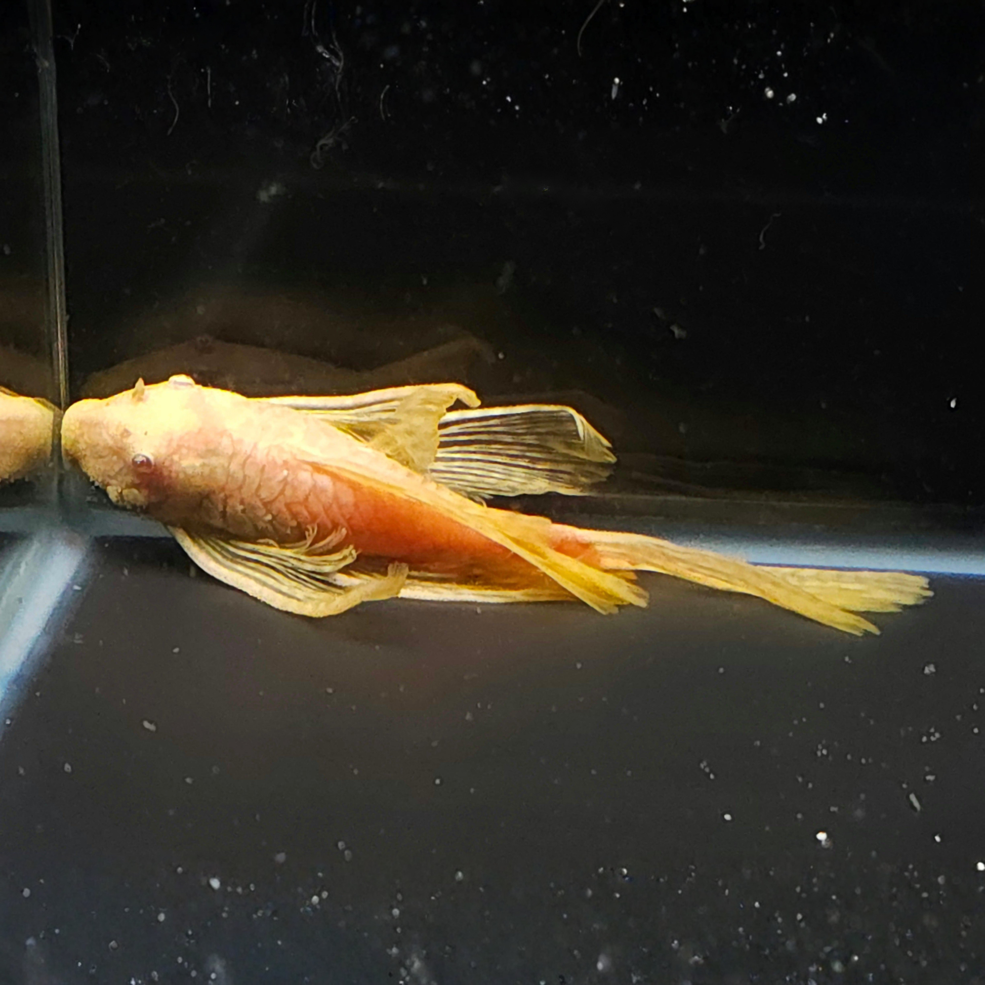 Longfin Albino Birstlenose swimming in a tank with a dark background