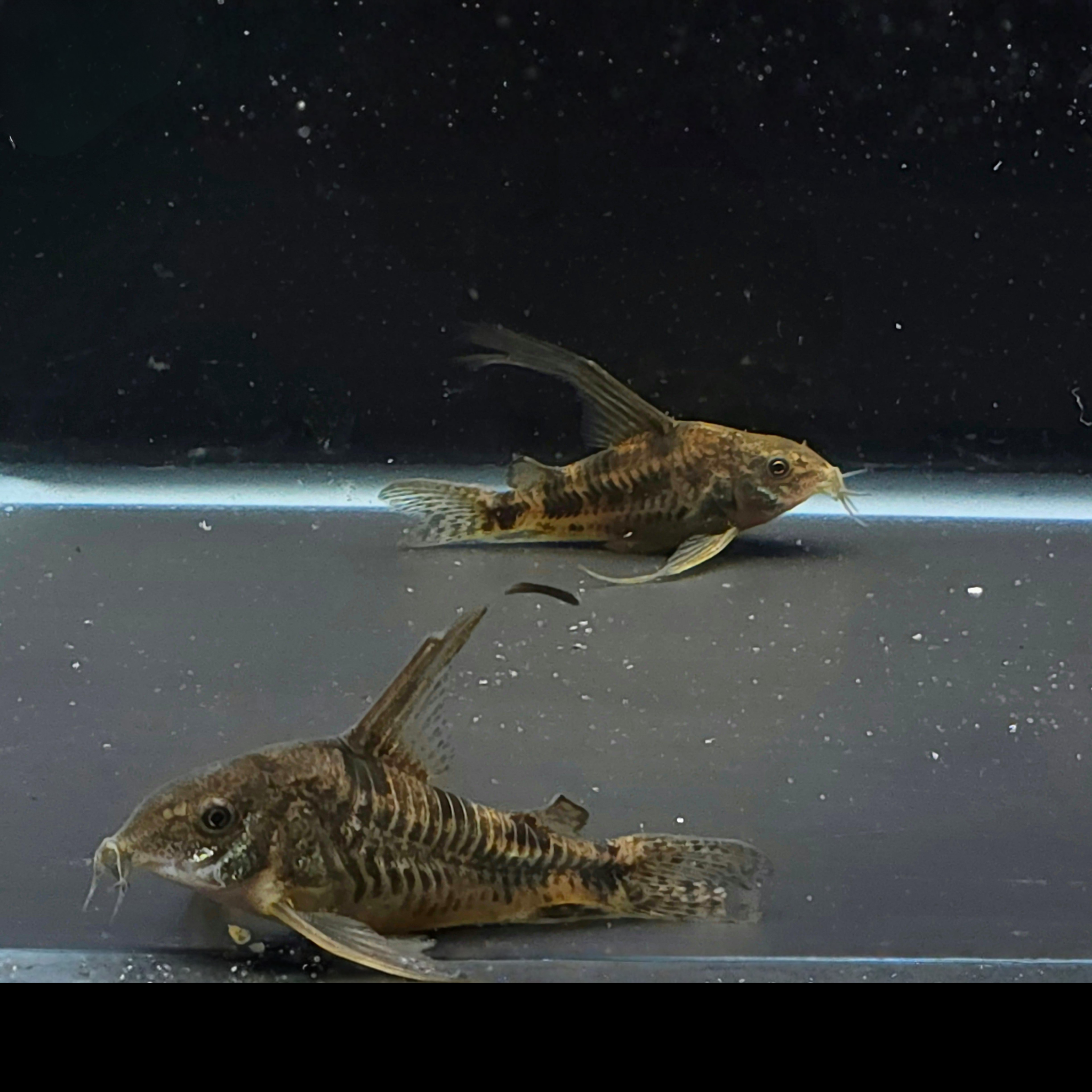 Two small brown catfish swimming in a clear tank with a dark background