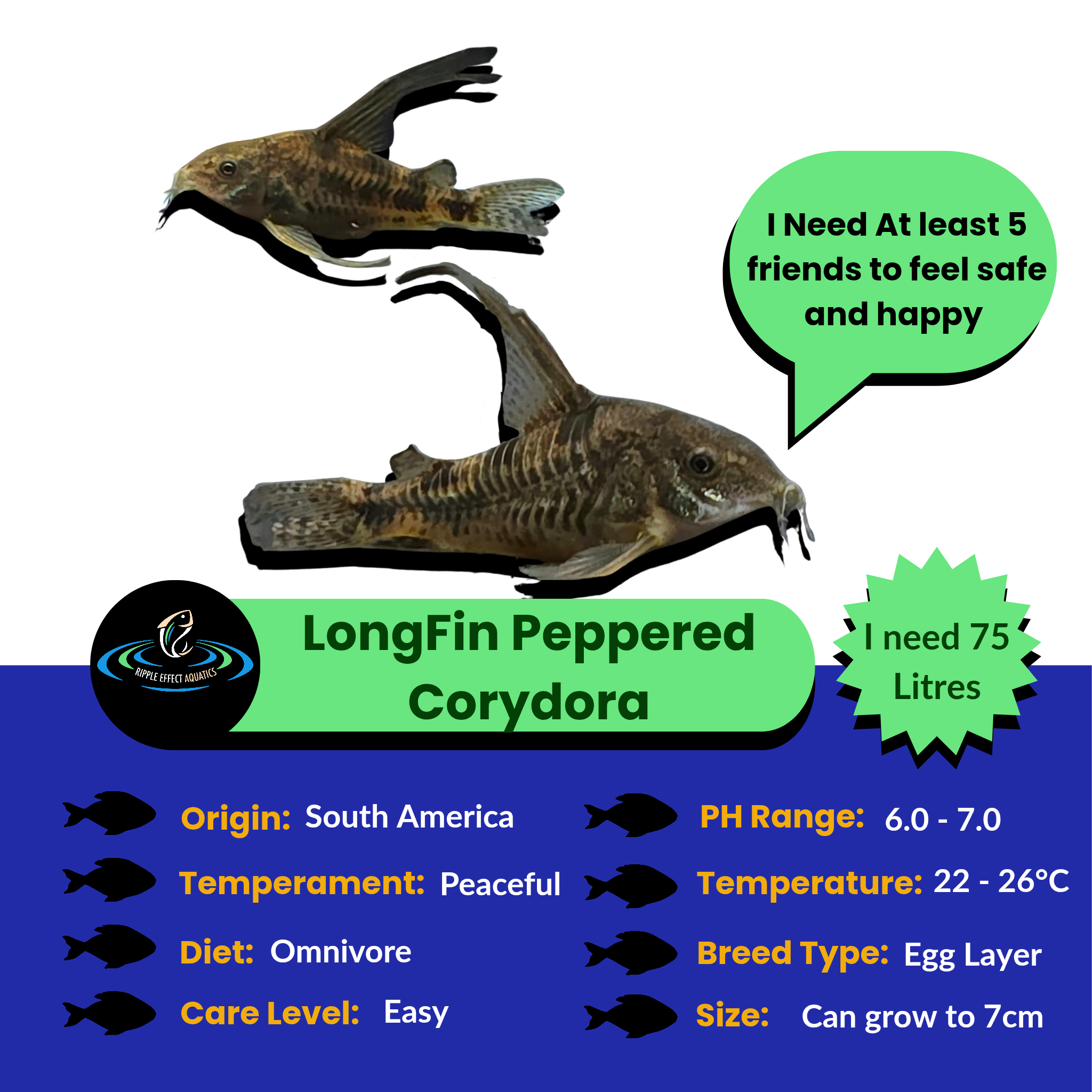 Two longfin peppered corydoras with information about their needs on a white background.