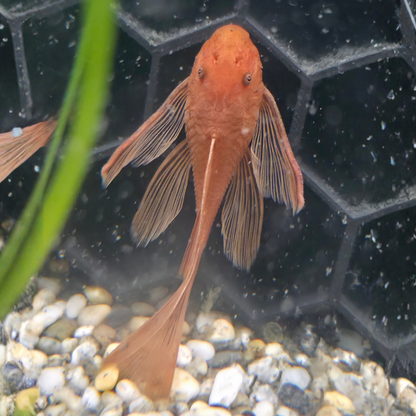 Longfin Super Red Bristlensoe Catfish swimming in an aquarium with pebbles and a green leaf.