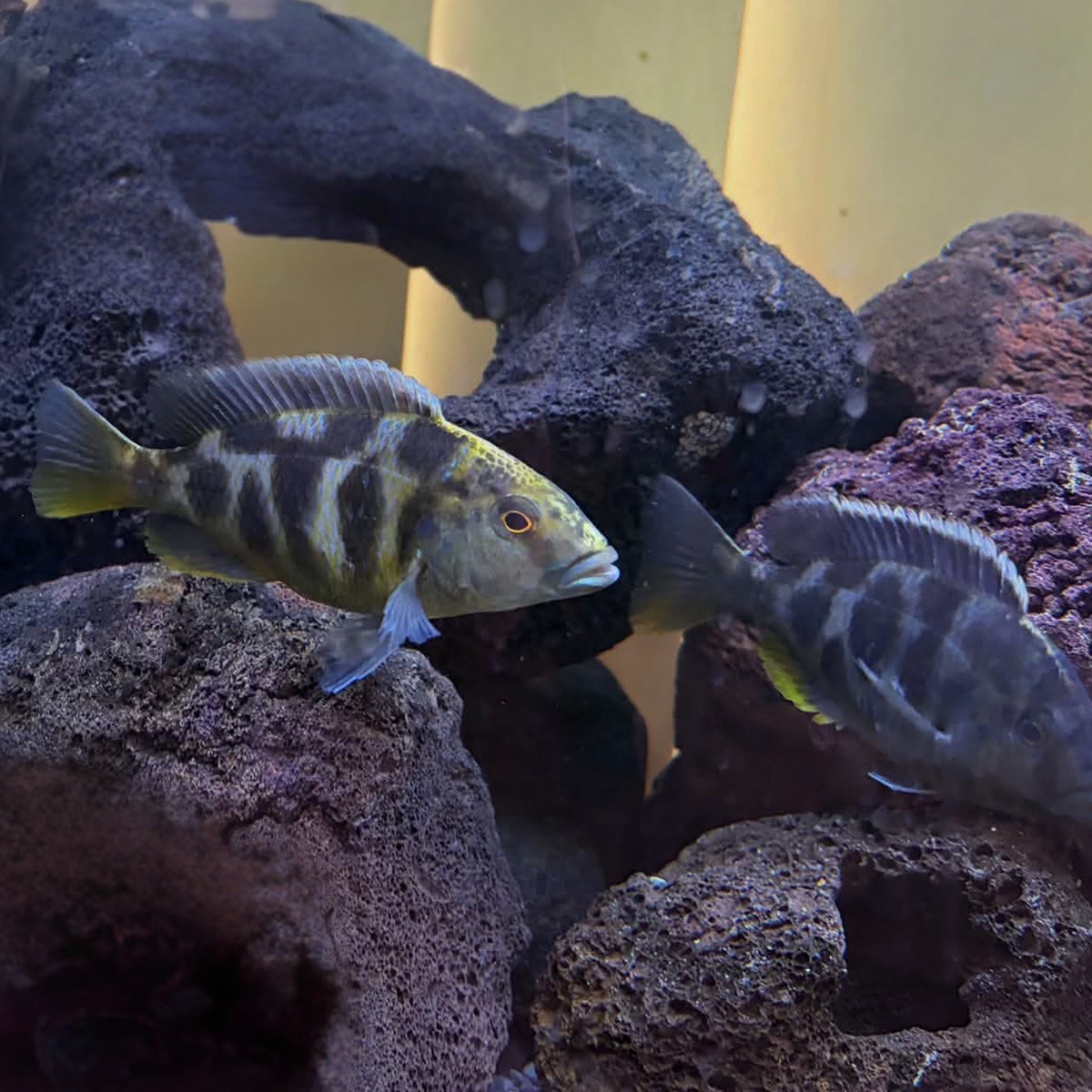 Two Giraffe cichlid fish, showing beautiful yellow & blue colouration with giraffe style patterning, swimming in a tank with dark porous rock decorations and a pale yellow background.
