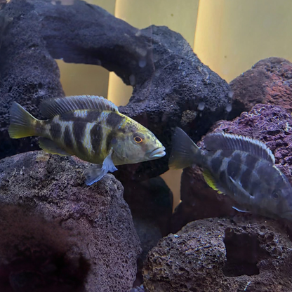 Two Giraffe cichlid fish, showing beautiful yellow & blue colouration with giraffe style patterning, swimming in a tank with dark porous rock decorations and a pale yellow background.