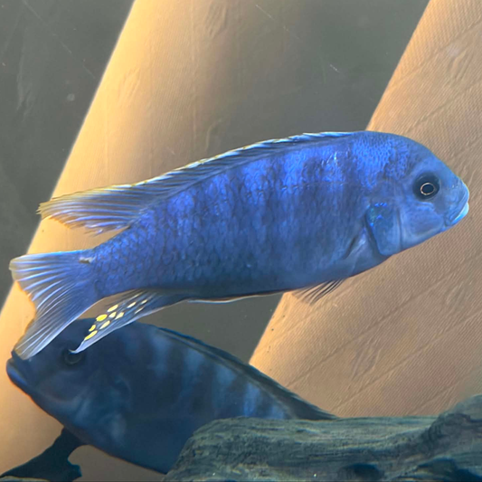 A mature male Cobalt Blue Zebra Mbuna cichlid fish swimming in an aquarium, with another blue zebra fish and dark driftwood visible in the background.