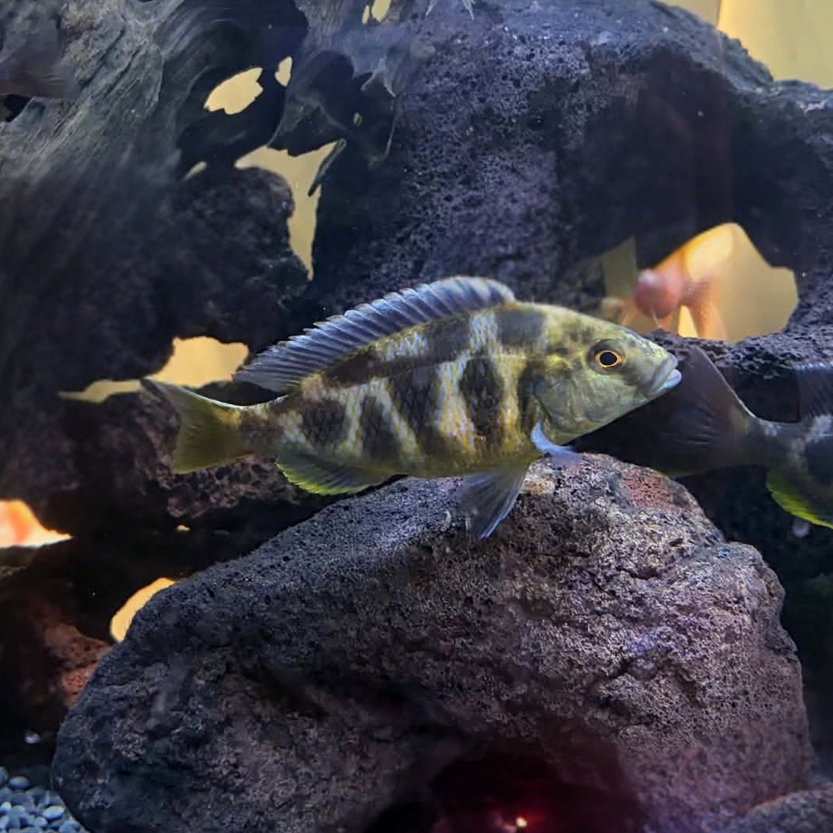 A Giraffe Cichlid, with olive-green and dark blue giraffe like patterning, swimming in an aquarium setup with dark volcanic rocks and driftwood.