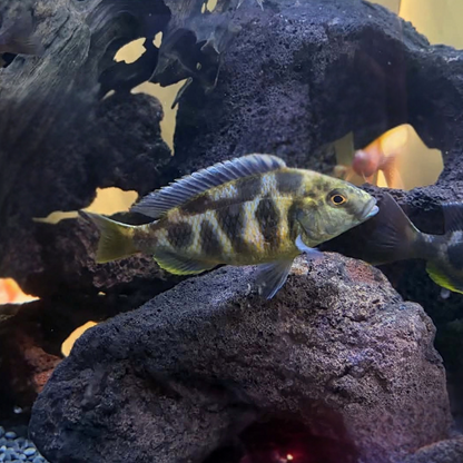 A Giraffe Cichlid, with olive-green and dark blue giraffe like patterning, swimming in an aquarium setup with dark volcanic rocks and driftwood.