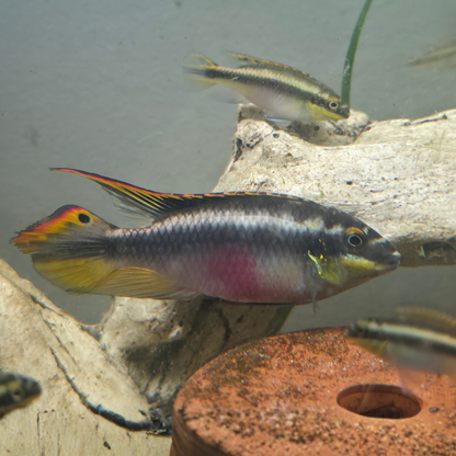 Rainbow Kribensis Male displaying breeding colours - colourful freshwater aquarium fish