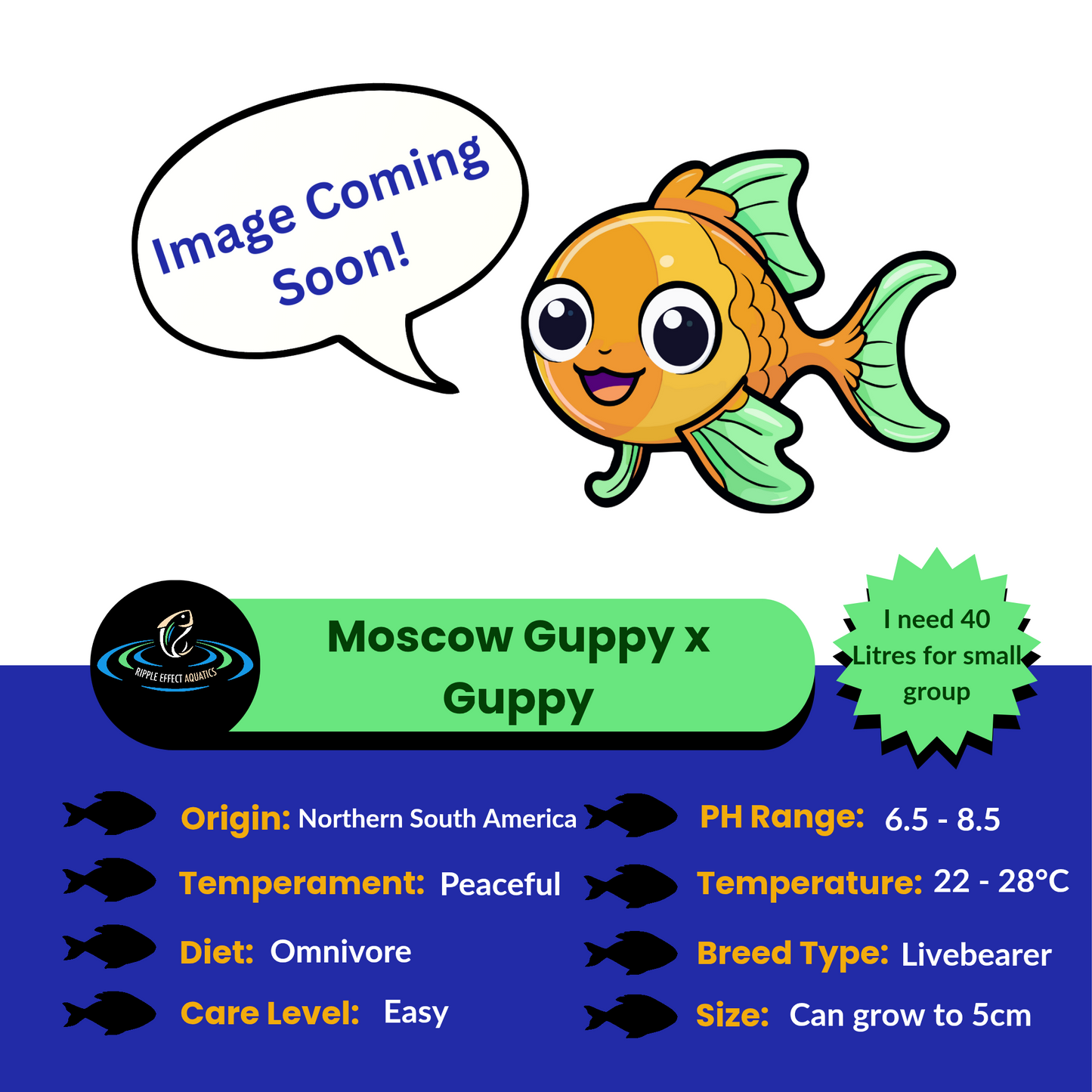 Placeholder image with a cartoon fish and text about Moscow Guppy x Guppy fish, indicating 'Image Coming Soon'.