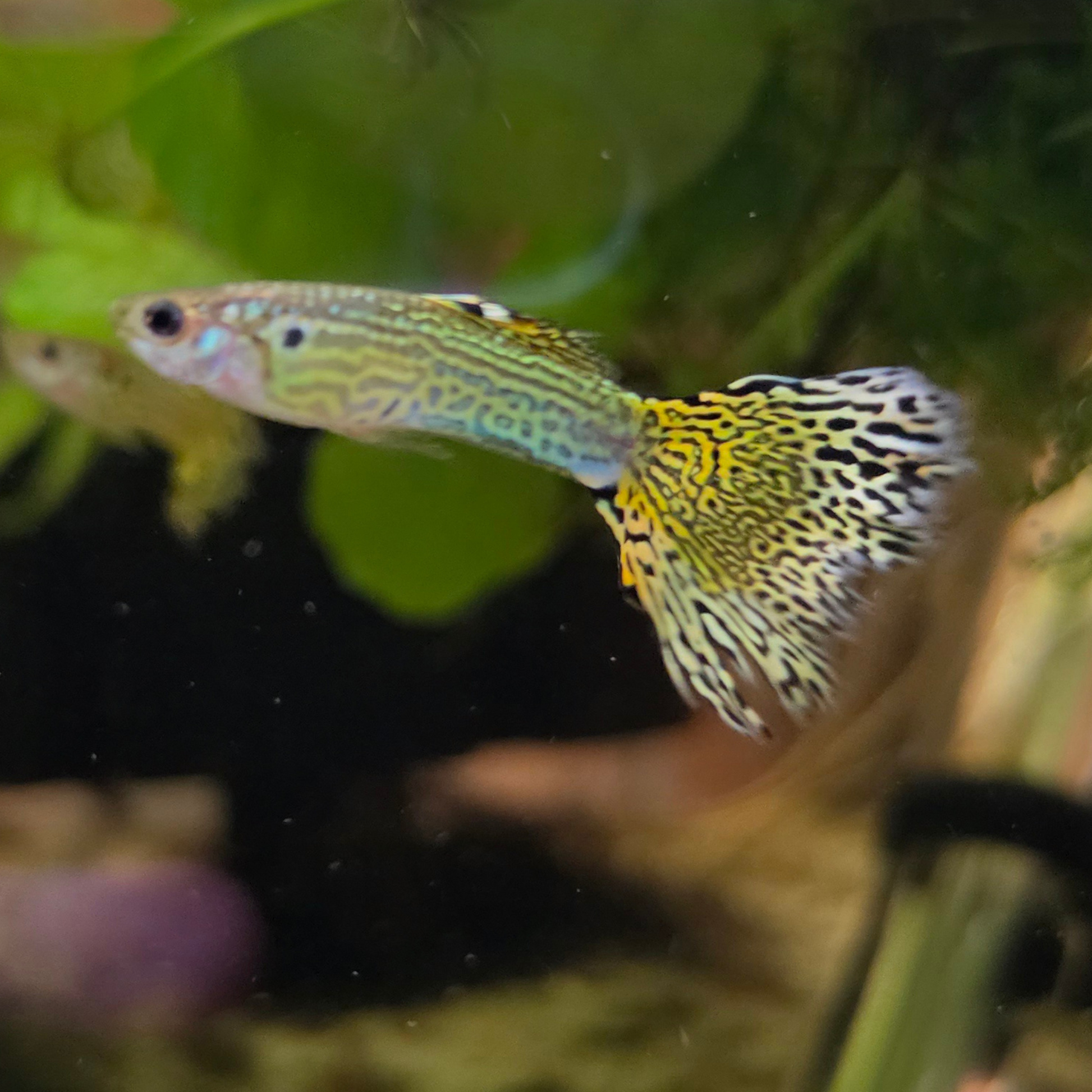 Front view of a yellow moscow x cobra guppy with a blue sheen swimming in an aquarium with green plants and a sponge filter in the background 